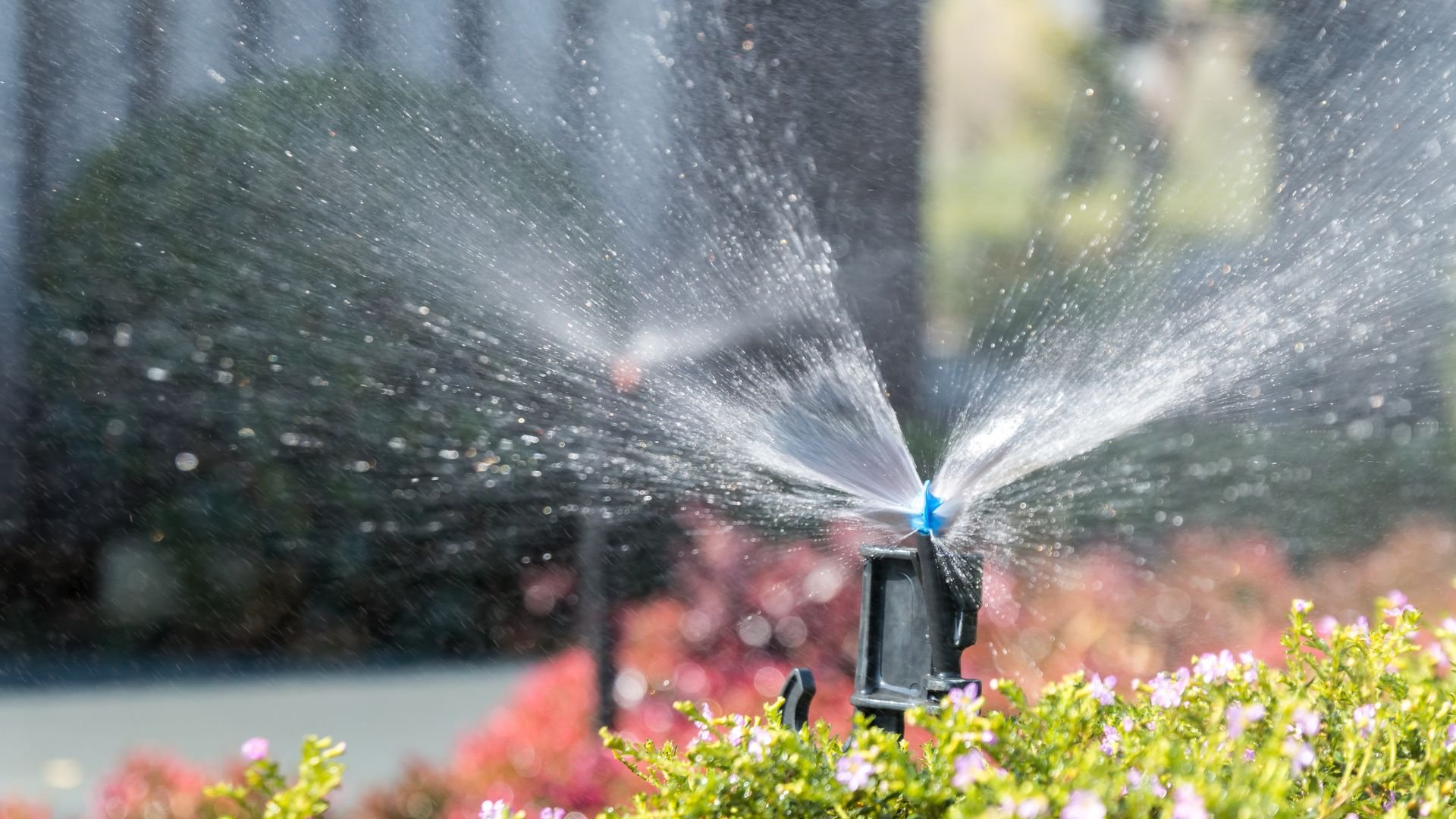 Sprinkler spraying water over colorful garden with pink and green flowers