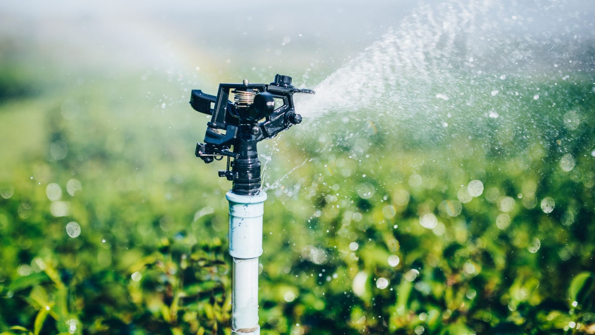 Irrigation sprinkler spraying water over green lawn with water droplets