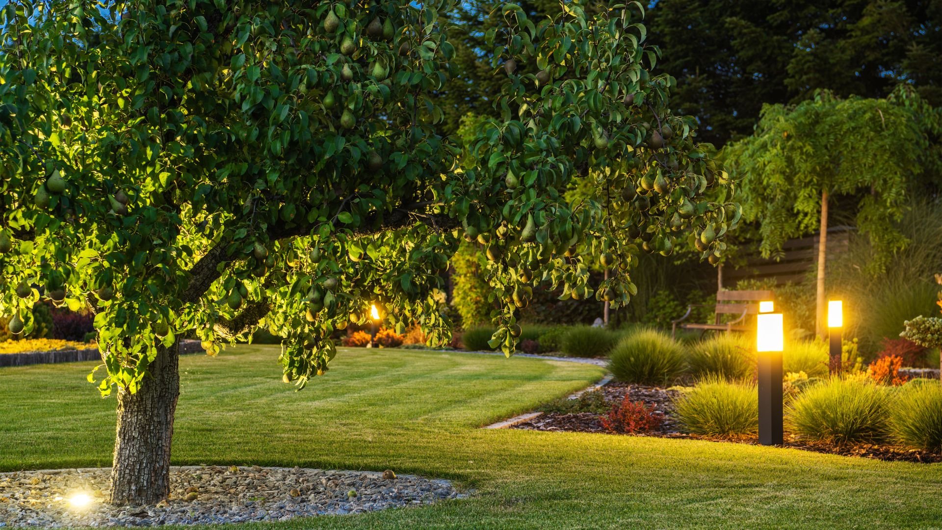 Pear tree in well-lit garden with landscaped lawn and garden lights at dusk