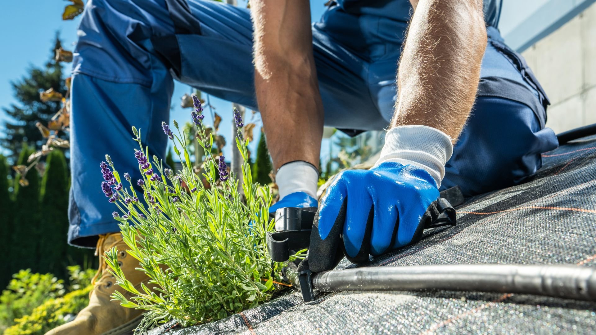 Gardener installing landscape fabric near lavender plants with blue gloves