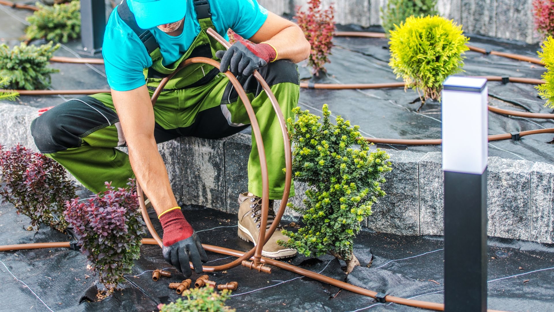 Gardener installing irrigation system among decorative plants and shrubs