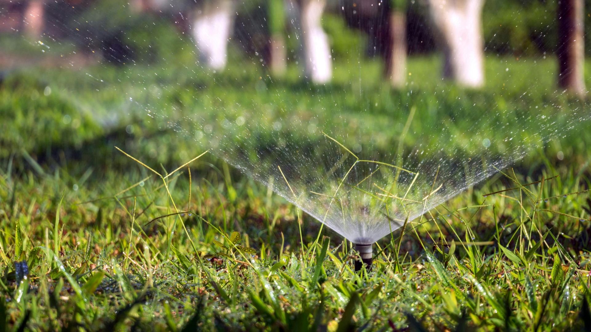 Lawn sprinkler spraying water in grassy yard with trees in background