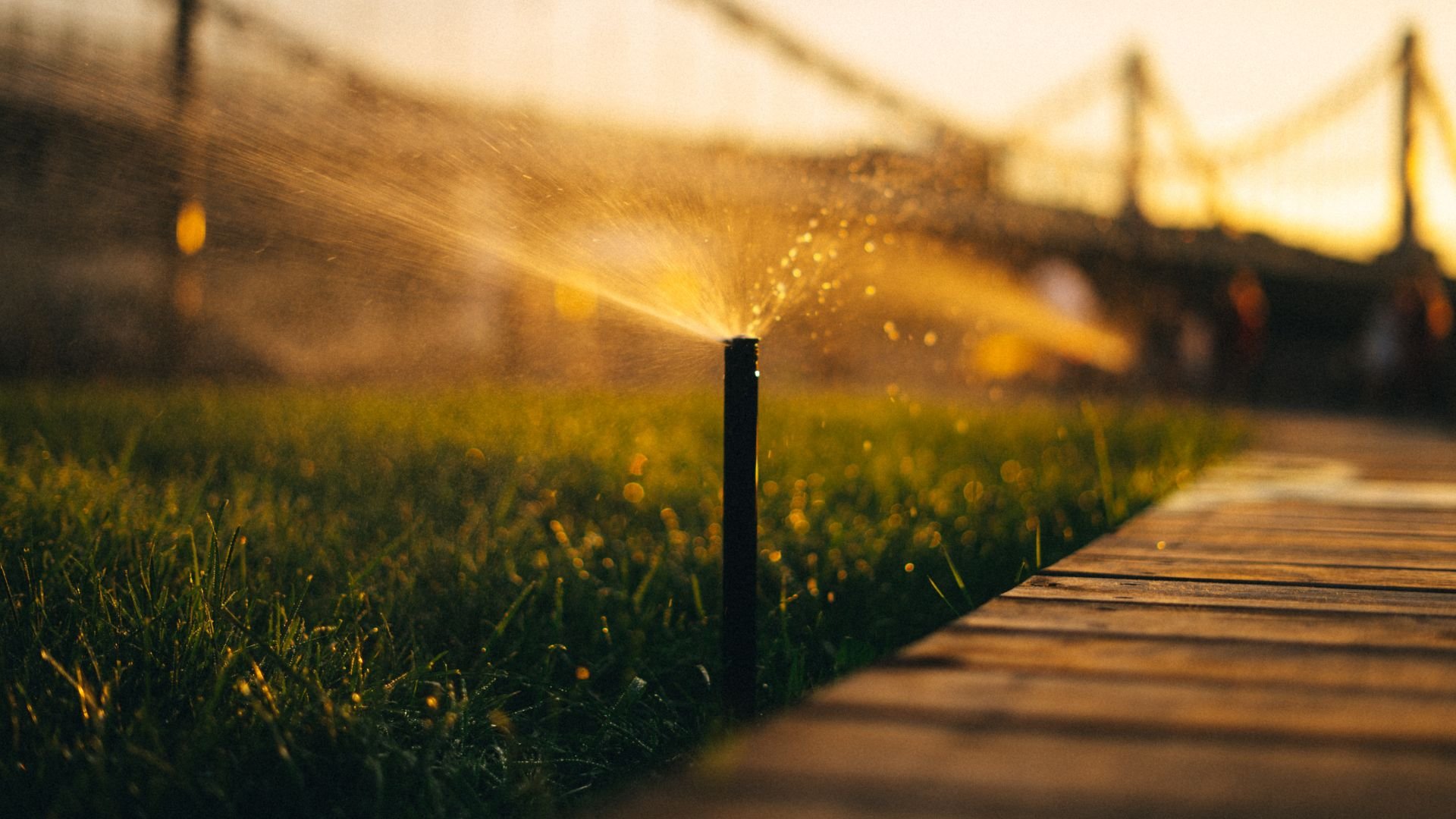 Sprinkler watering green lawn at sunset with golden light